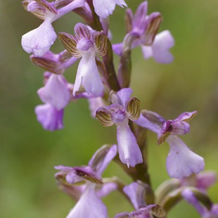 Anacamptis morio ssp syriaca